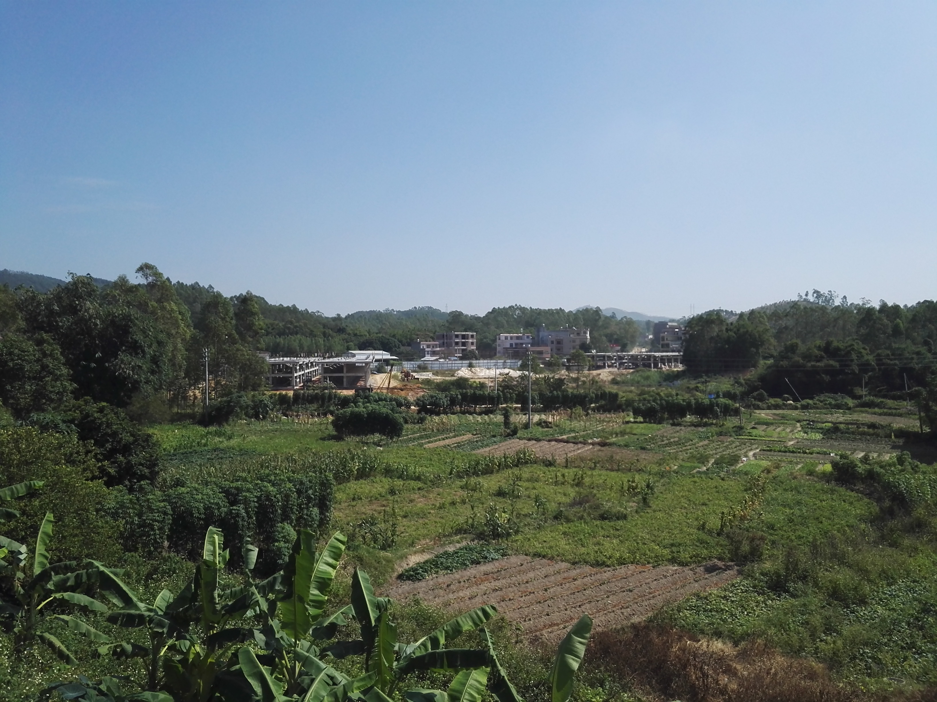 大垌镇天气预报更新通知