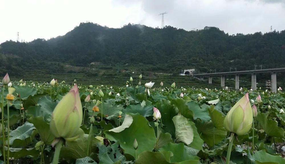 台江区卫生健康局新项目，开启健康城市建设新篇章