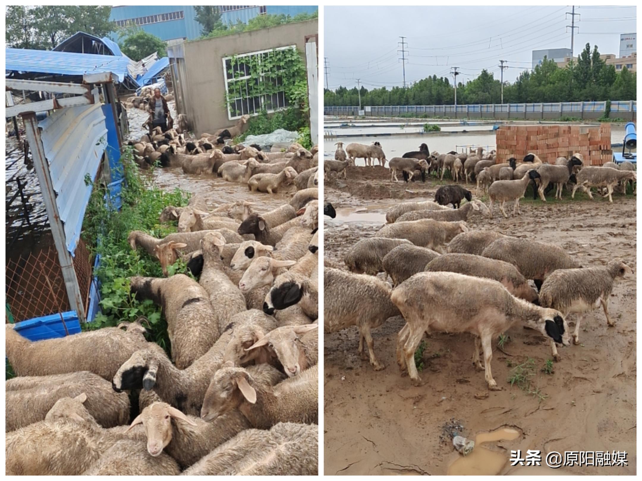 阳和街道最新项目，引领城市发展的崭新力量