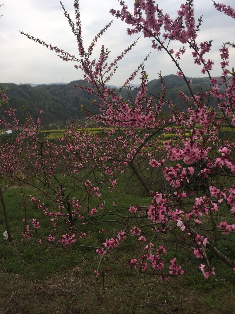 乾西乡最新天气预报