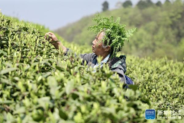 平山茶场最新招聘信息与职业发展机遇探索